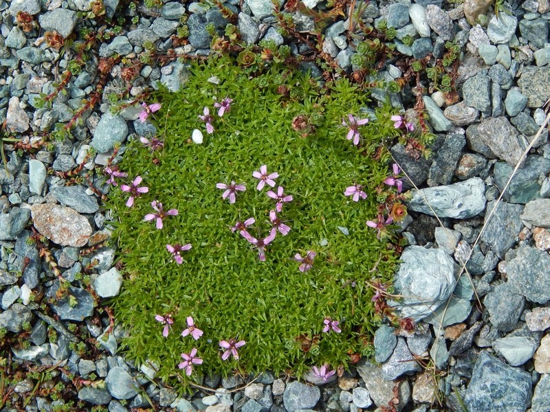 Silene acaulis